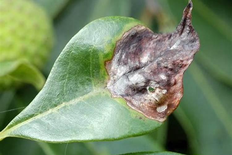 桃子拆袋后可以喷磷酸二氢钾和氨基酸光合微肥吗？