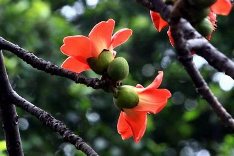 碳安和苏打有什么区别