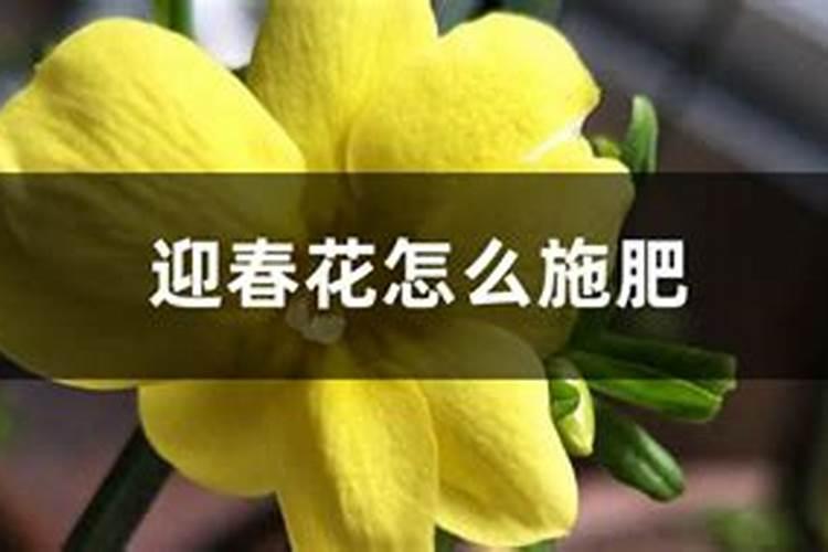 甜玉米后期施什么肥 施肥技术有哪些