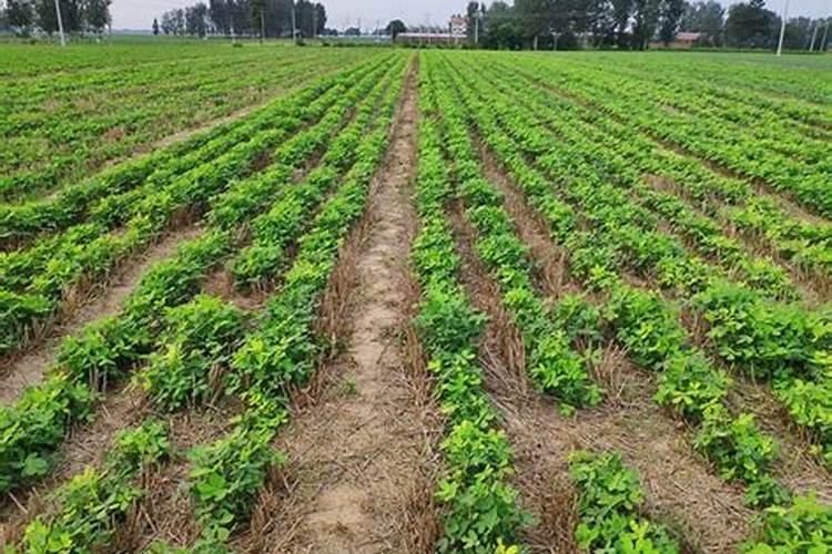 辣椒施肥用什么化肥好 什么时候施肥效果好
