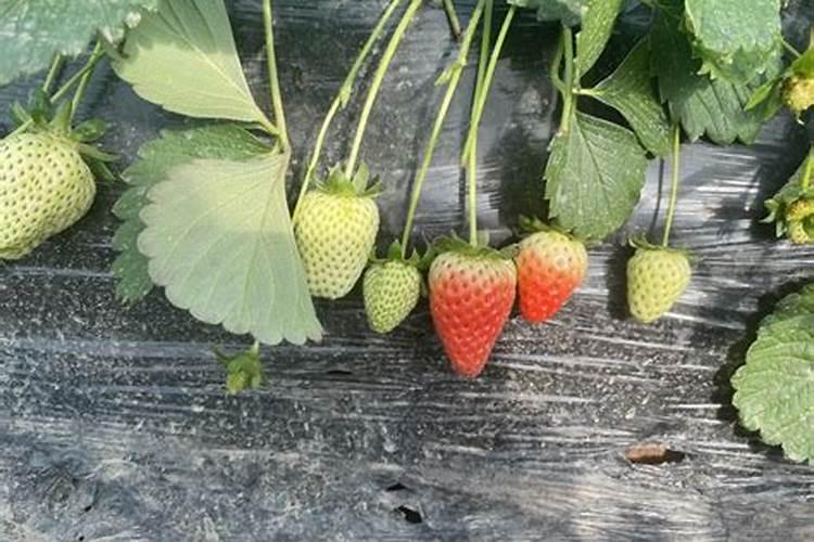 植物叶子发黄缺什么肥料