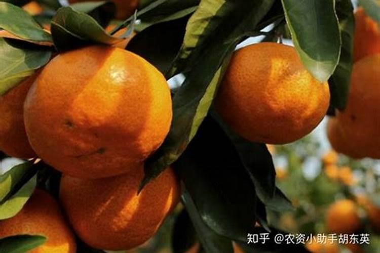 柑橘在落果结束以后,怎么样进行水肥管理？