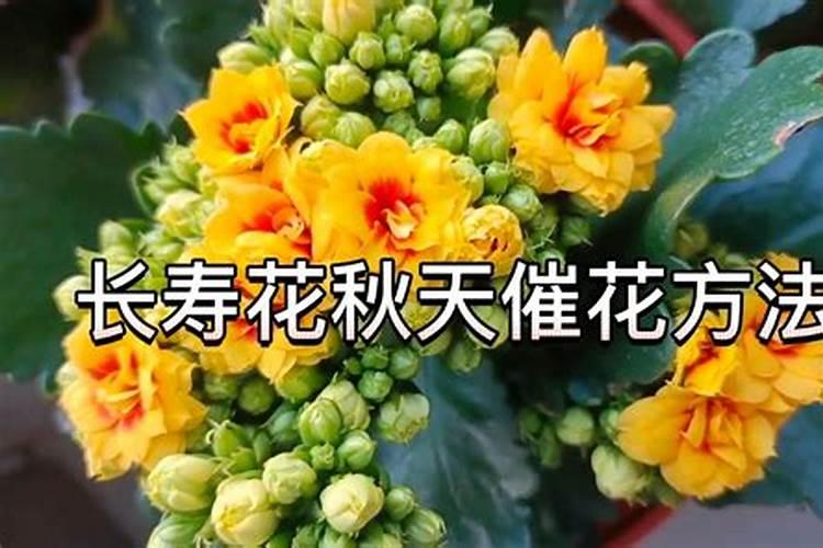 菠萝采收期要注意什么 菠萝如何施肥