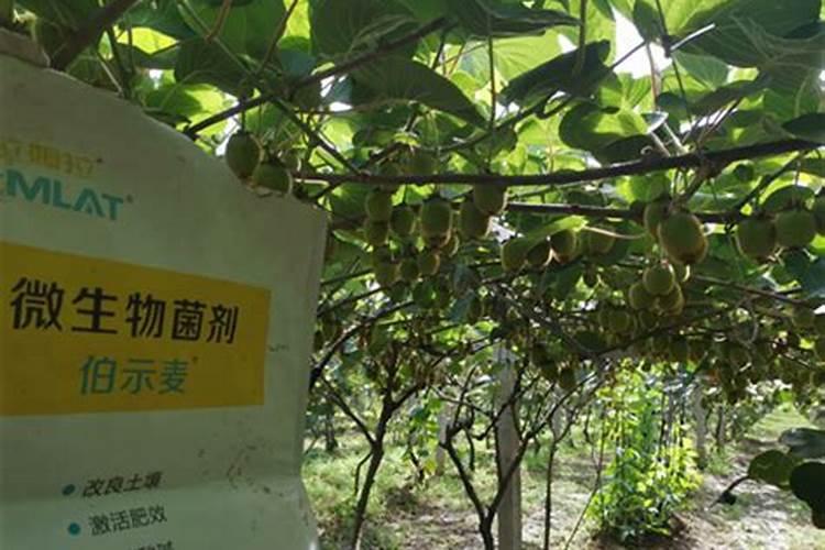 猕猴桃用什么肥料