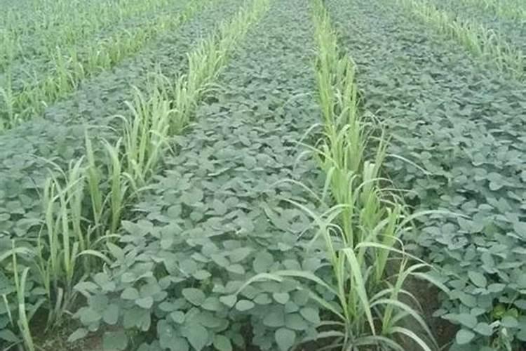 玉米专用肥可以用在其他作物上吗