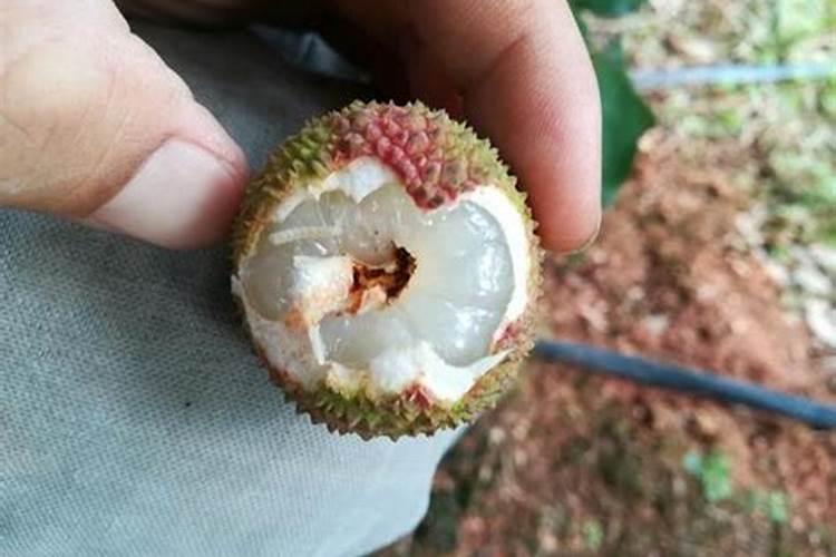 荔枝施什么肥好