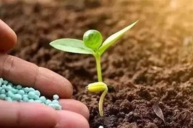 怎样给木本花卉浇水？