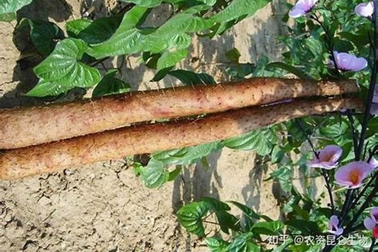 光碳核肥基肥怎么用效果最好