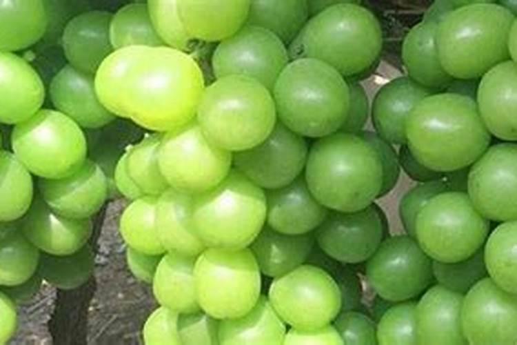 葡萄催芽肥要用什么肥料