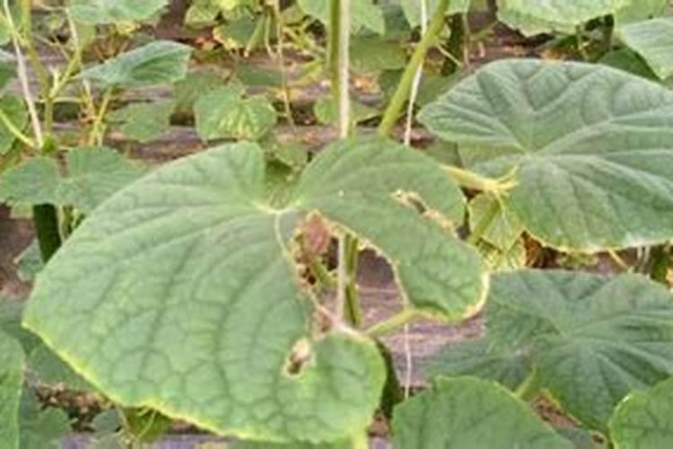 兰花多久施肥一次