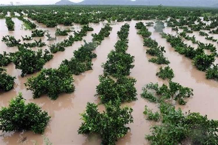 水田淹水期不宜施用哪种氮肥？