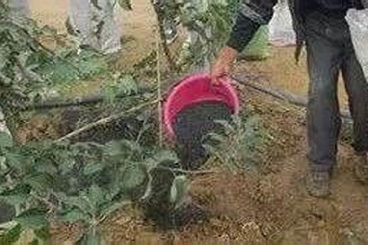 家庭种植一棵树要施多少斤有机肥