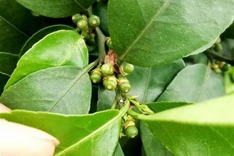 芸苔素能和保果剂2.4d混合使用吗？