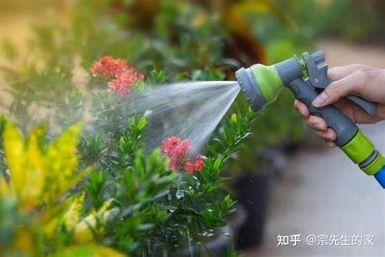 叶面肥可以浇花吗