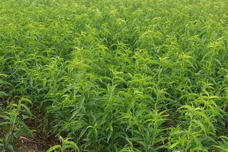 四川叶面肥农药厂家10强有哪些