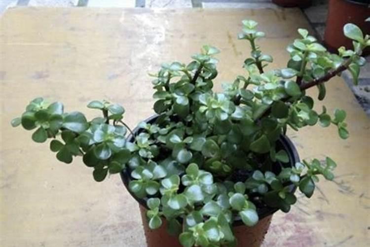 树木施肥过重如何解救？