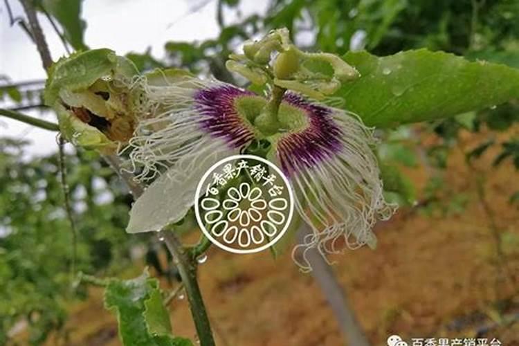 花椒花期用什么叶面肥