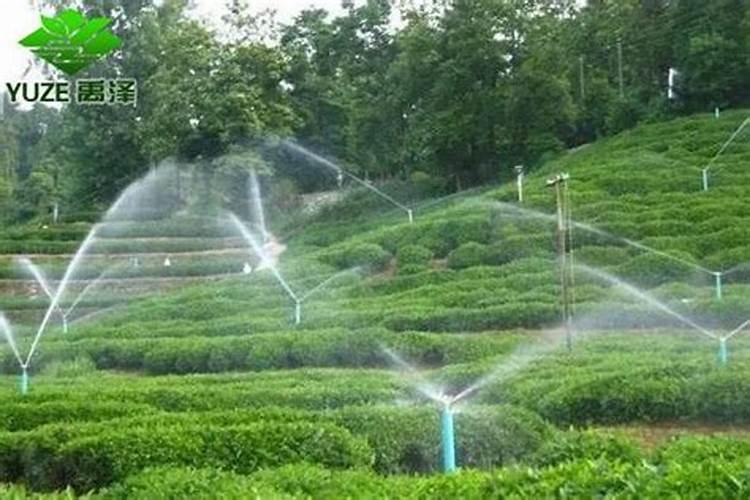 喷施叶面肥后,多长时间可以浇水？