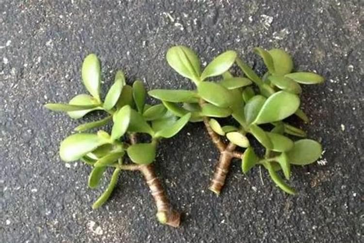 如何化解水飞煞