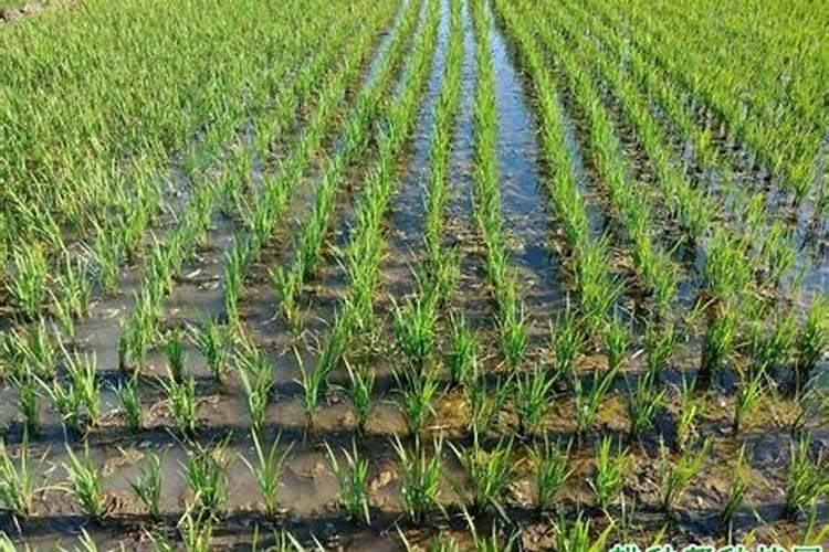 水稻一亩地需叶面施肥 磷酸二氢钾多少克