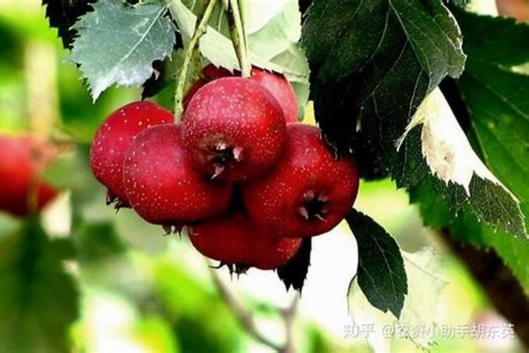 纹枯病的防治方法有哪些