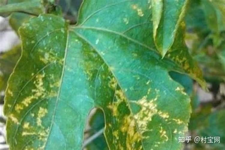 大花蕙兰怎么浇水