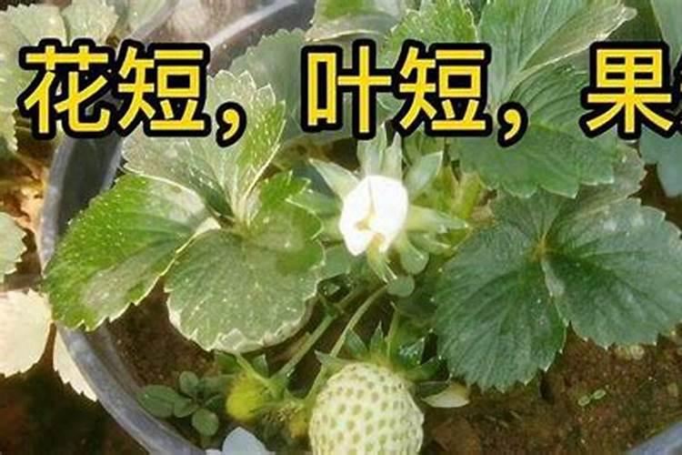 为什么有的果树生长十几年也不接一个苹果？
