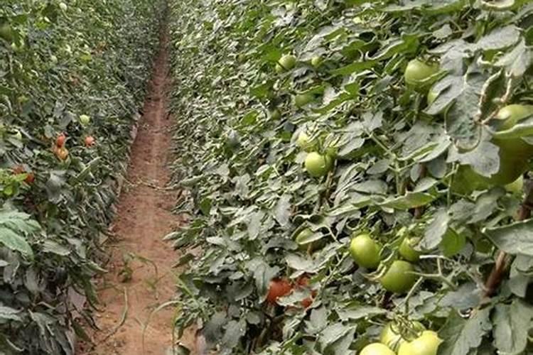 苹果树追肥用什么肥料好