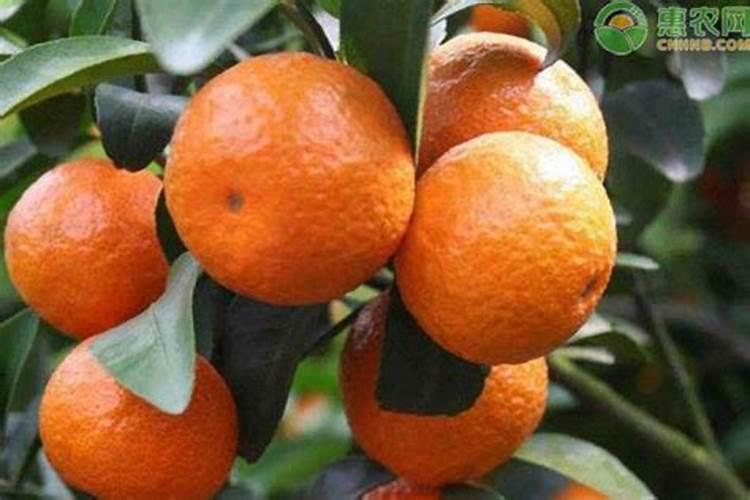 种橘子该用什么肥料