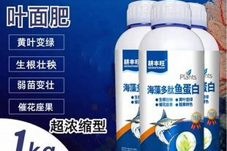 桑葚种植技术及高产要点