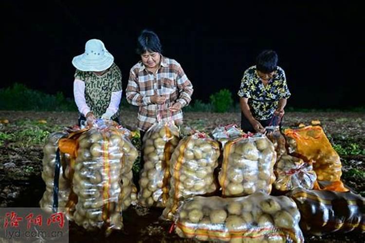 土豆施肥用什么肥料