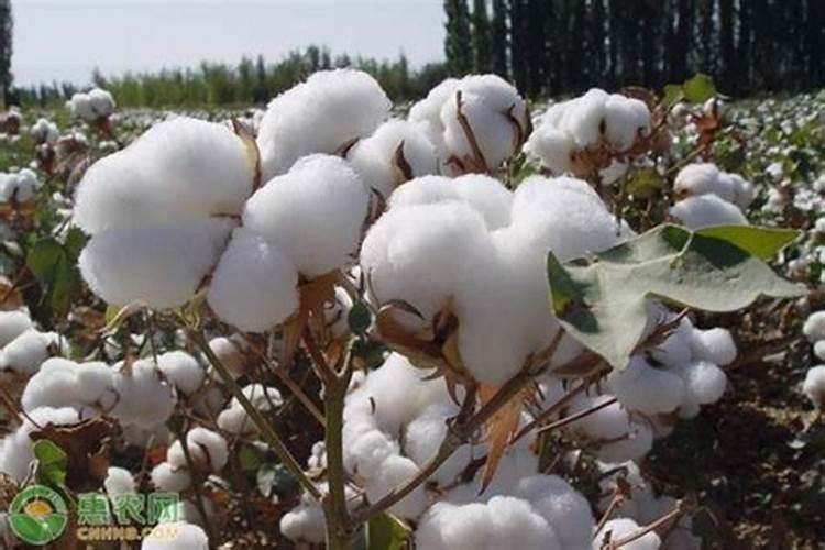 新疆芳草湖发展的怎么样了？房价多少(住房和临街商品房)