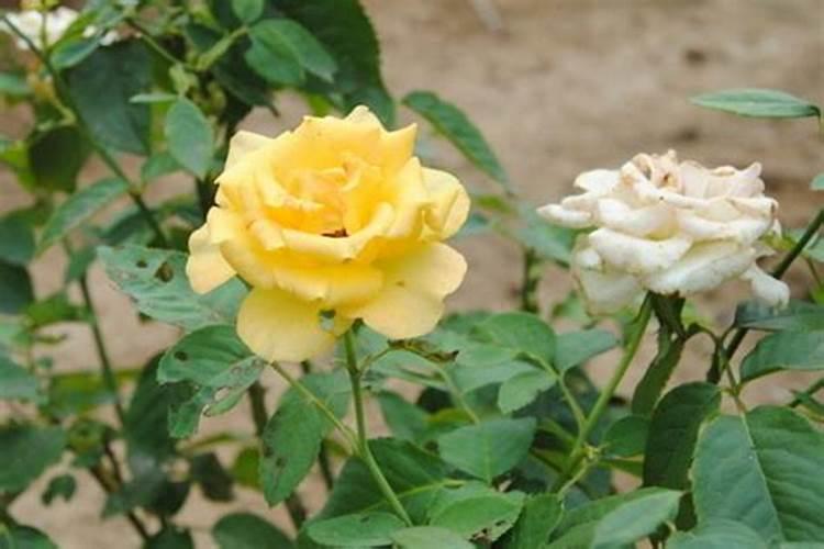 金泰龙品牌历程