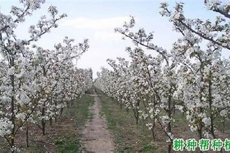 皇冠梨树几月份上秋施肥？
