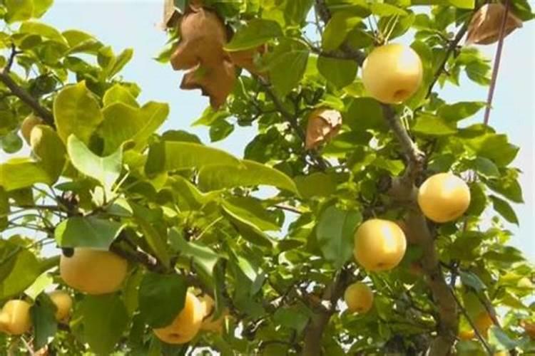 秋季梨树应该下什么肥？