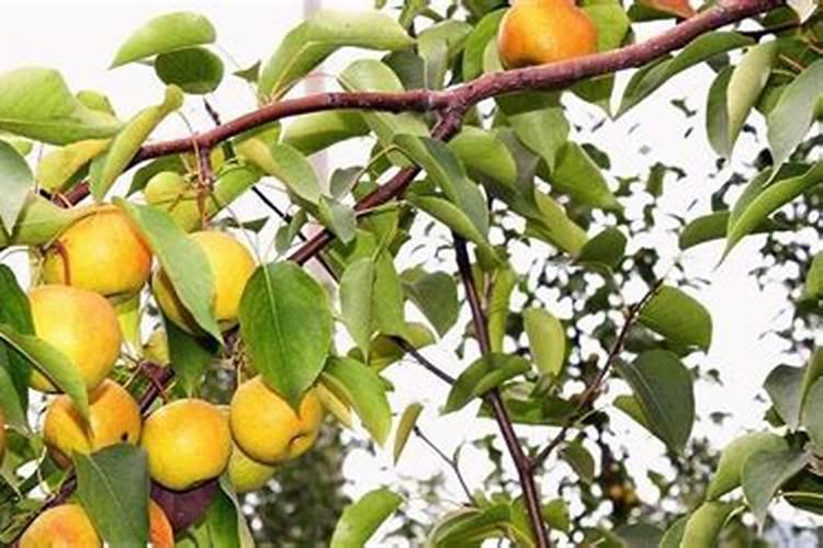 梨树彭果用什么化肥