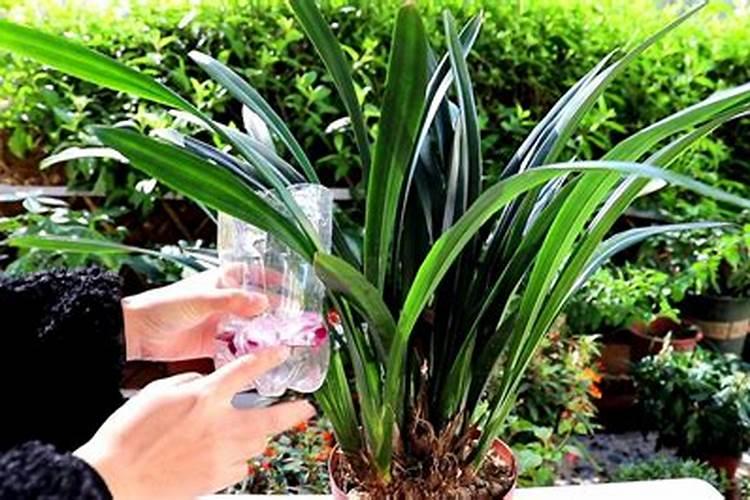 腐植酸水溶肥对油籽荚果拉长有作用吗