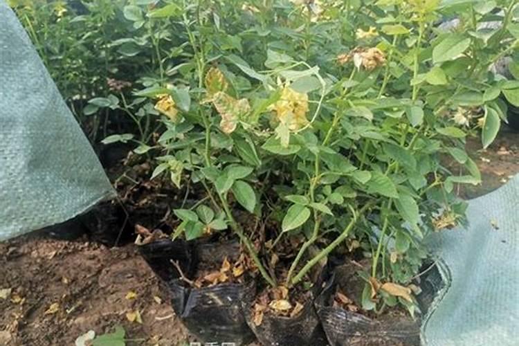 玫瑰花怎么施肥,玫瑰花施氮磷钾肥最为合适