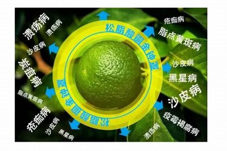 番茄青枯病什么药特效