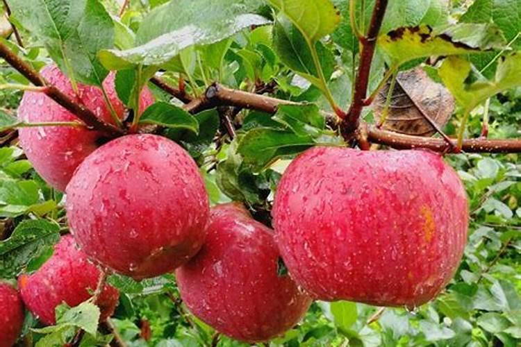 茶叶水发酵后是什么肥料