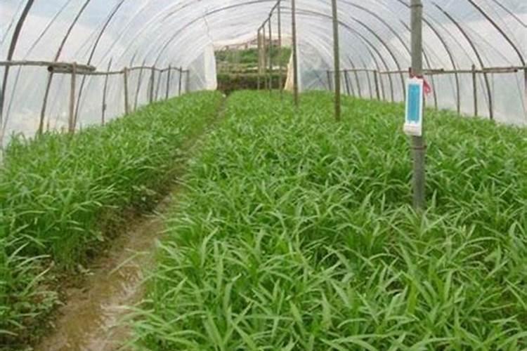 苹果树刚打完药第二天在打叶面肥可以打吗