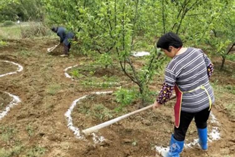 有机肥十大品牌有哪些？