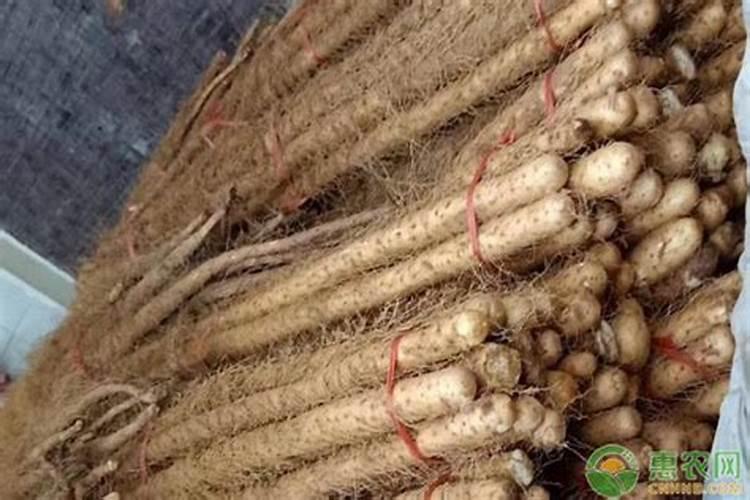 月季夏季施肥时间和方法