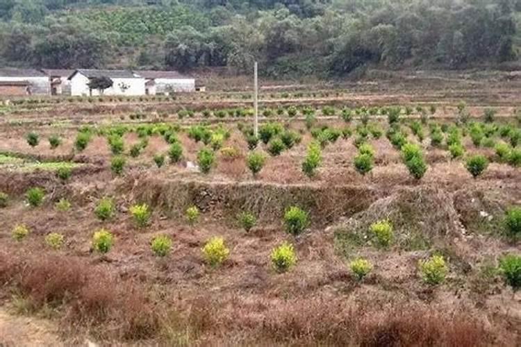 喜满地水溶肥效果怎么样？