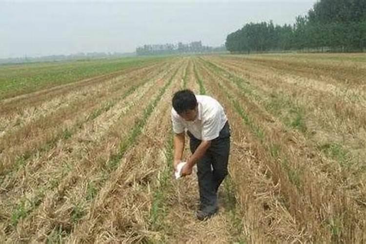 月季施肥和打药要错开时间吗