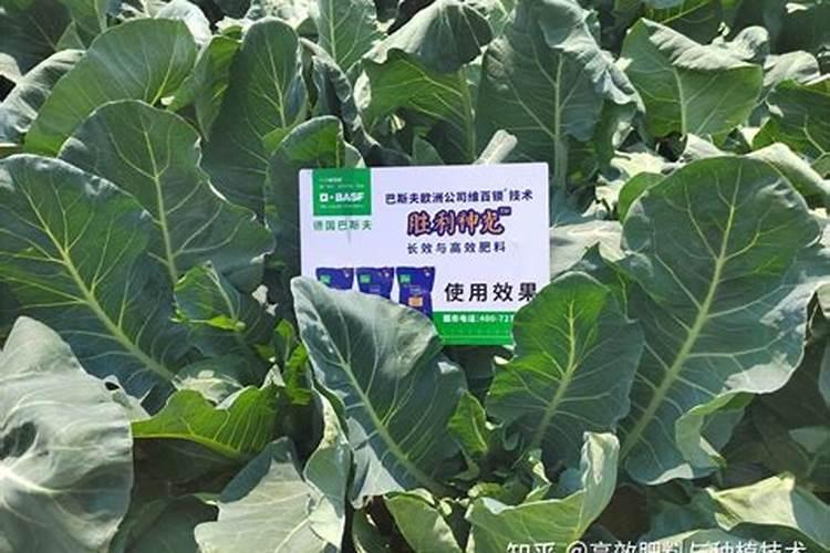 花菜施什么肥最好