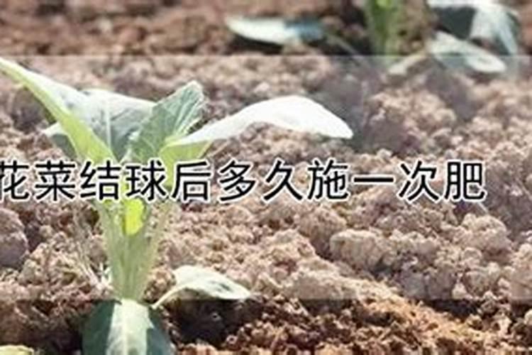 花菜施什么肥最好