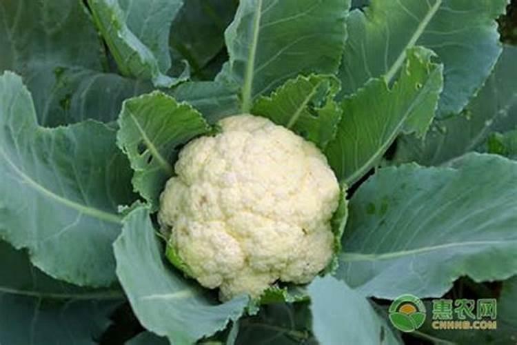 花菜施肥最佳时期