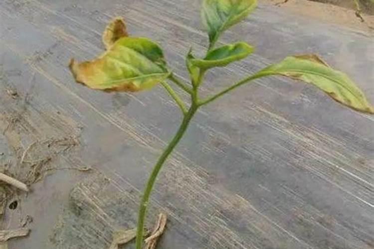 施用氮肥过多对植物有什么影响