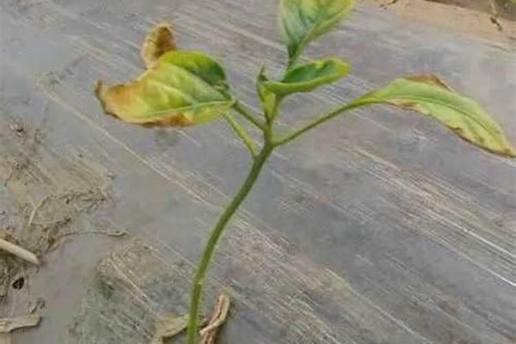 施用氮肥过多对植物有什么影响